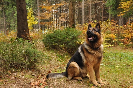 German shepard with autumn leaves in background