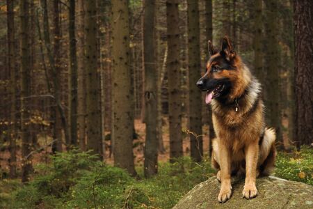 German shepard on rock in coniferous woodの写真素材