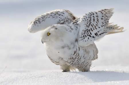 Snowy owl flap wingsの写真素材