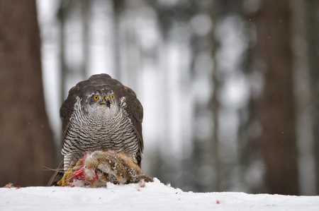 Arranged photography Northern Goshawk sitting on dead rabbitのeditorial素材