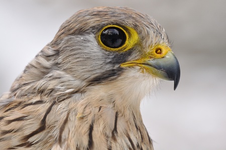 Common Kestrel portraitの写真素材