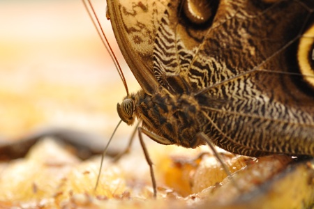 Butterfly on banan feeding himselfの写真素材