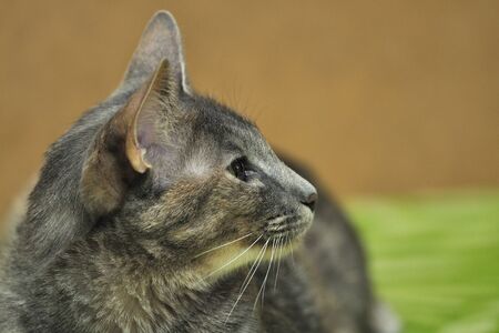 Closeup portrait of gray cat with sandy green backgroundの写真素材