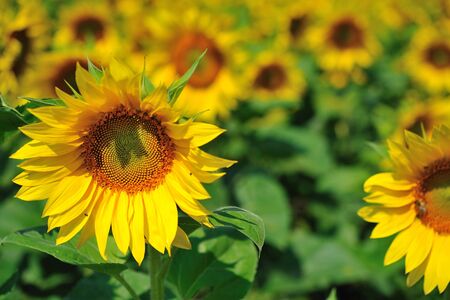 Filed of bright yellow sunflowers with brown centerの写真素材