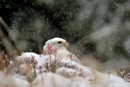 Gyrfalcon sitting on snowy ground in snowy blizzardの写真素材