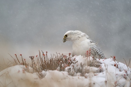 Gyrfalcon sitting on snowy ground in snowy blizzardの写真素材