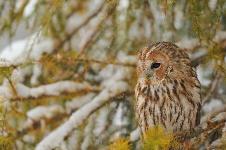 Ttawny owl sitting on branch in snowy winter timeの写真素材