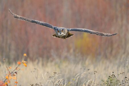 Flying Eurasian Eagle-Owl upon autumn land with branches in backgroundの写真素材