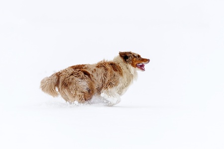 Australian Shepherd in winter from side view running on the snow fieldの写真素材