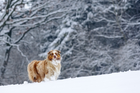 Australian Shepherd guard in winter time with snowy trees on backgroundの写真素材