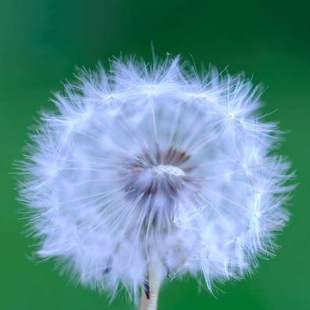 Dreamy dandelion blossom on the green backgroundの写真素材