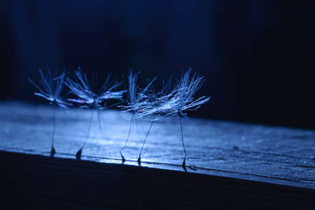 Dandelion seeds in the dark