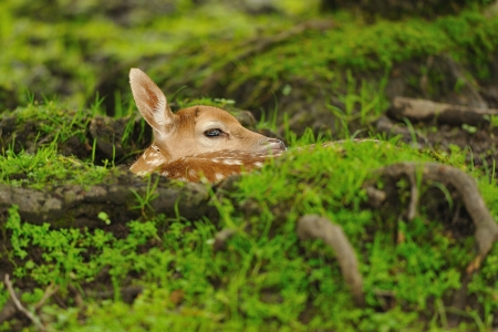 Just born cute young fallow deer lying on the grassの写真素材