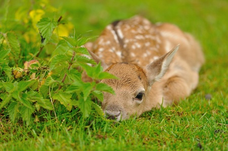 Just born cute young fallow deer lying on the grassの写真素材