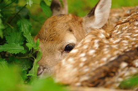 Just born cute young fallow deer lying on the grassの写真素材