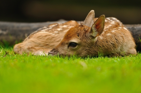Just born cute young fallow deer lying on the grassの写真素材