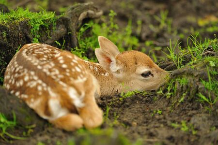 Just born cute young fallow deer lying on the grassの写真素材