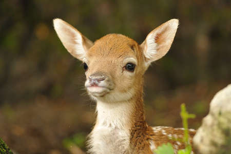 Just born cute young fallow deer lying on the grassの写真素材