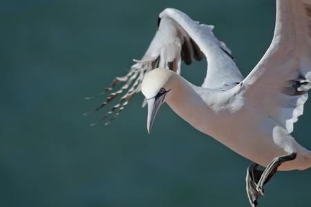 Flying Northern Gannet on the greenish blue backgroundの写真素材