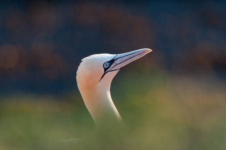 Northern Gannet head on the coast with ocean on backgroundの写真素材