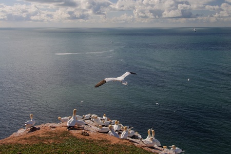 Northern Gannet flying above birds colony on cliff near the seeの写真素材