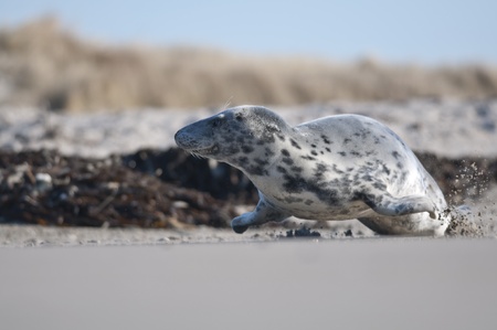 Running harbor seal on the sandy beachの写真素材