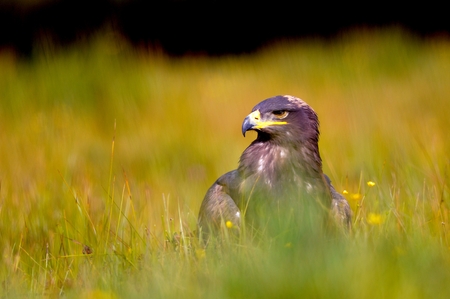 Steppe Eagle sitting on the field in the yellow green grassの写真素材