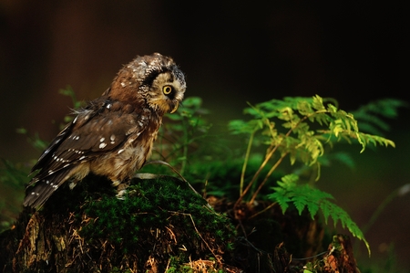 Boreal Owl standing on the moss in the woodの写真素材