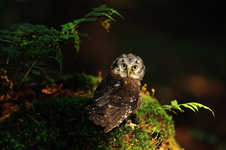 Boreal Owl standing on the moss in the woodの写真素材