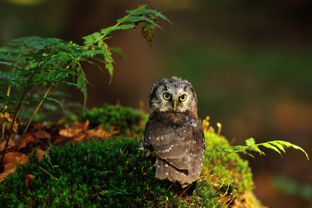 Boreal Owl standing on the moss in the woodの写真素材