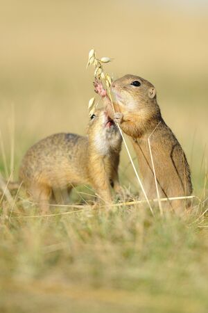 Two european ground squirrel with ear of avena in the grassの写真素材