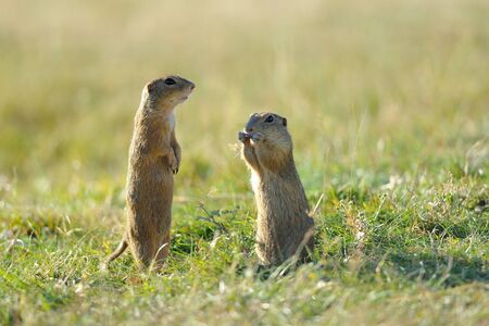 Watching ground squirrel in the green grassの写真素材