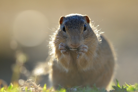 European ground squirrel standing in the yellow grassの写真素材