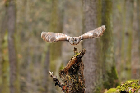 Tawny Owl flying away from tree stump の写真素材
