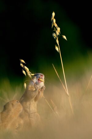 European ground squirrel with ears of avena on the golden grass with green backgroundの写真素材