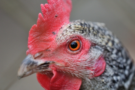 Closeup view on hen head with beak