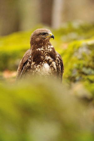 Common Buzzard in green nature moss and trees