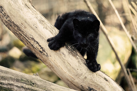 Staring black amur leopard cub on the tree when huntsの写真素材
