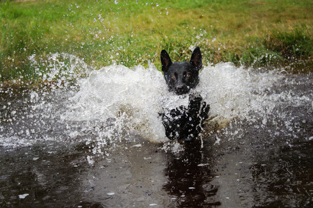 Black dog runing in water for retrieve and splashing aroundの写真素材