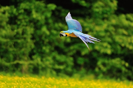 Flying blue-and-yellow Macaw- Ara ararauna from sideの写真素材