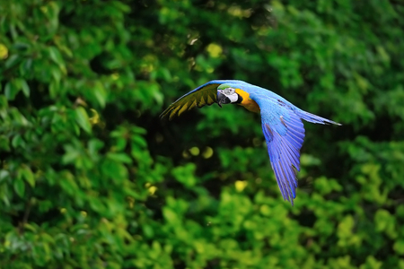 Flying blue-and-yellow Macaw- Ara ararauna from side