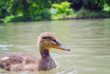 Small mallard swimming on lake's water surfaceの写真素材