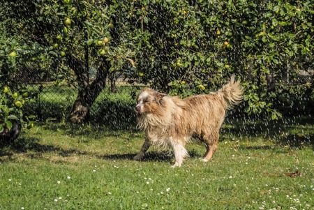 Australian Shepherd refreshed by water drops on the gardenの写真素材