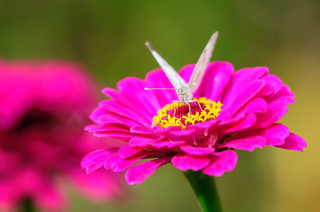 White butterfly eating on flower blossom on the gardenの写真素材