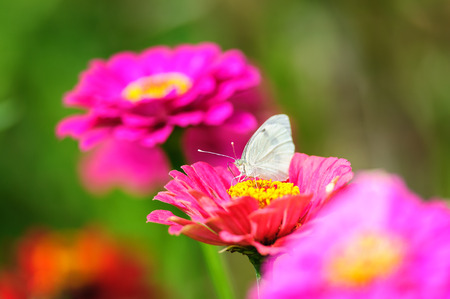 White butterfly sitting on blossom between dahlia flowers