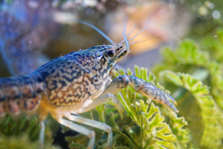 Crayfish detail underwater on green water plantの写真素材