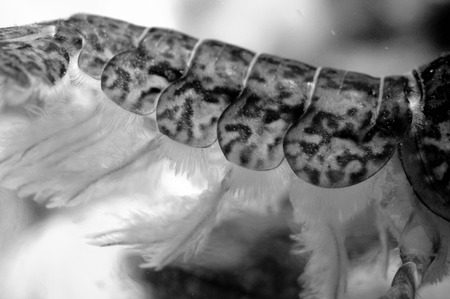 Crayfish tail detail inder water with shell plates in black and whiteの写真素材