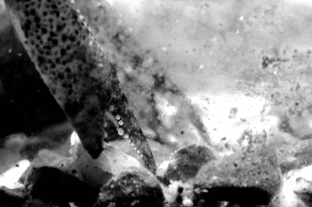 Crayfish claws detail in black and white under water