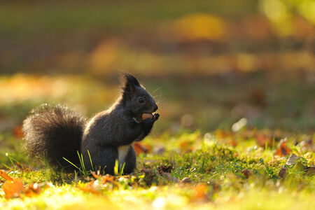 Cute brown squirrel with hazelnut on green grass
