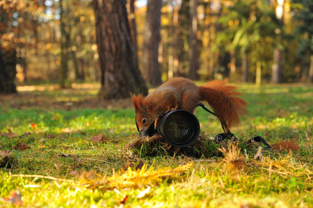 Red squirrel on climbing on the ground lying cameraの写真素材